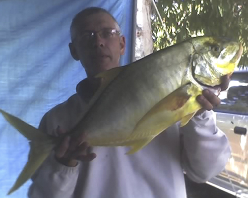 Golden Trevally